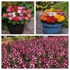 Roots Plants 120 Best Annuals For Flower Beds Collection | Sunny Shades | Plug Plants 1 Roots Plants 120 Best Annuals For Flower Beds Collection | Sunny Shades | Plug Plants