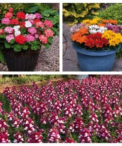 Roots Plants 120 Best Annuals For Flower Beds Collection | Sunny Shades | Plug Plants