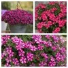 Roots Plants Busy Lizzies 12 Best Annuals For Hanging Baskets | Pink & Purple Shades | Jumbo Plug Plants 1 Roots Plants Busy Lizzies 12 Best Annuals For Hanging Baskets | Pink & Purple Shades | Jumbo Plug Plants