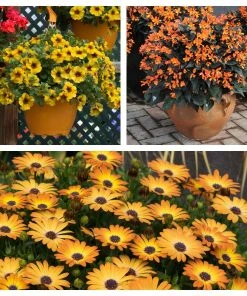 Roots Plants 12 Best Annuals For Hanging Baskets | Sunny Shades | Jumbo Plug Plants Calibrachoas