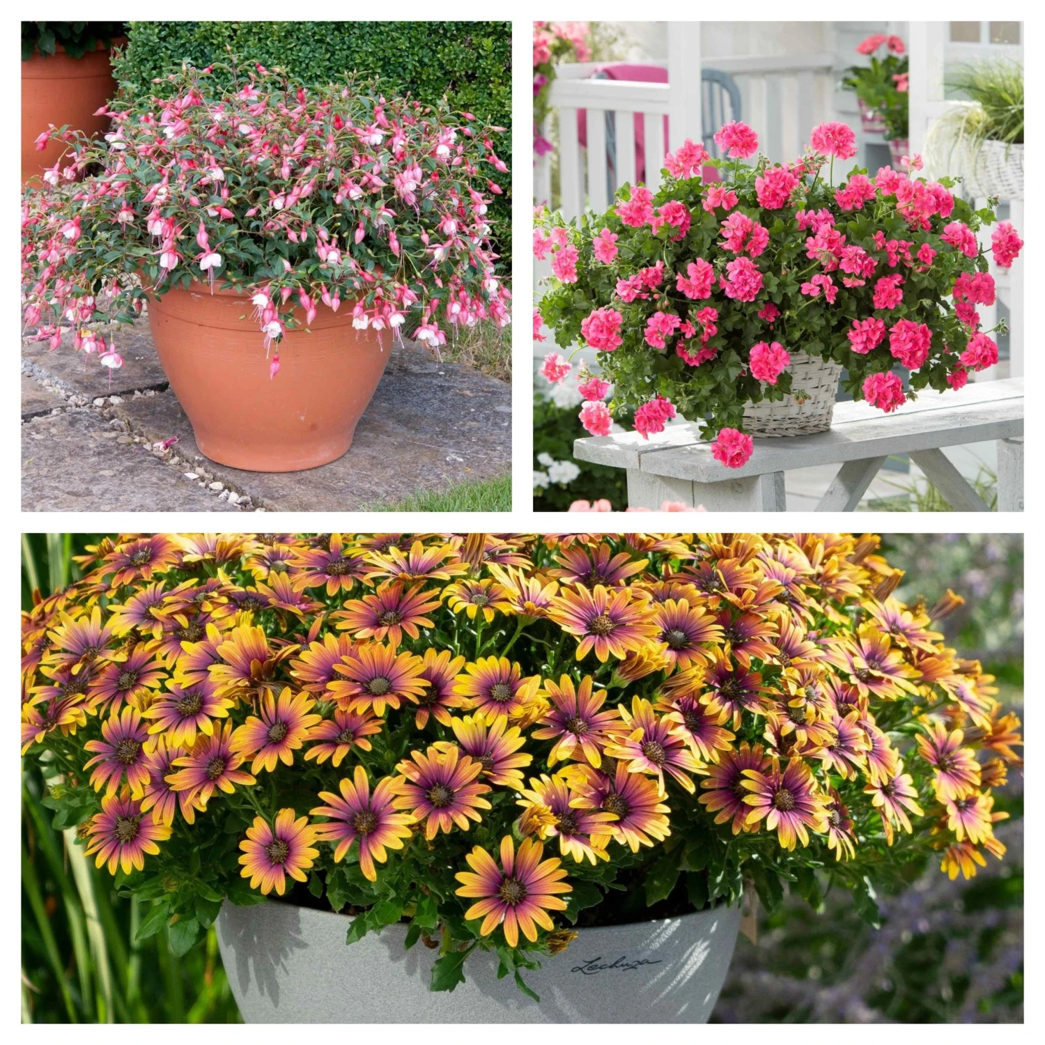 Roots Plants 12 Best Annuals For Potted Plants | Pink And Purple Shades | Jumbo Plug Plants Begonias 3 Roots Plants 12 Best Annuals For Potted Plants | Pink And Purple Shades | Jumbo Plug Plants Begonias