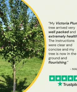 Roots Plants Mini Orchard Collection | Cherry, Pear & Plum Trees 15 Roots Plants Mini Orchard Collection | Cherry, Pear & Plum Trees