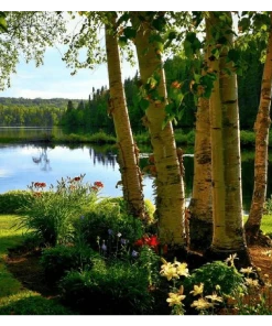 Roots Plants Silver Birch Tree | Betula Pendula Trees & Shrubs