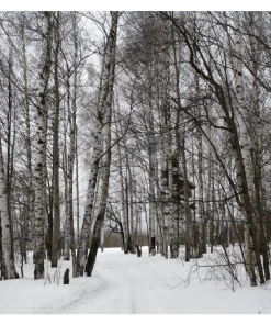 Roots Plants Silver Birch Tree | Betula Pendula Trees & Shrubs