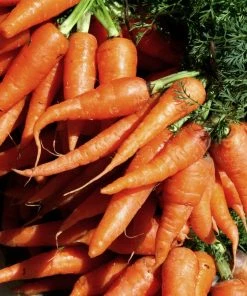 Roots Plants 10 Organic 'Early Nantes' Carrots Plants Root Vegetables