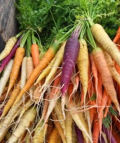 Roots Plants 10 Organic Colourful Carrot Plants Root Vegetables