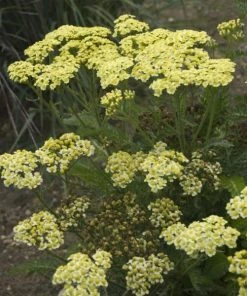 Roots Plants Achillea 'Sunny Seduction' | 10.5cm Pot