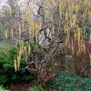 Roots Plants Corkscrew Hazel | Corylus Avellana 'Contorta'