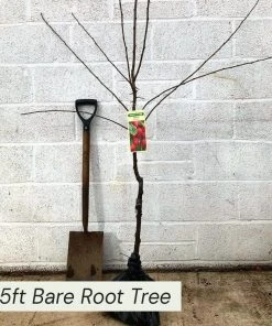 Roots Plants Mini Orchard Collection | Cherry, Pear & Plum Trees 14 Roots Plants Mini Orchard Collection | Cherry, Pear & Plum Trees