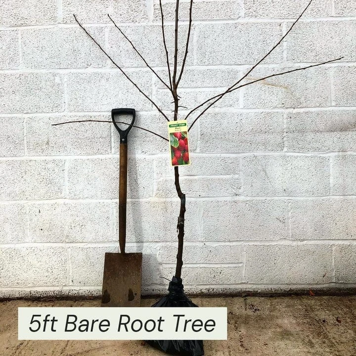 Roots Plants Mini Orchard Collection | Cherry, Pear & Plum Trees 7 Roots Plants Mini Orchard Collection | Cherry, Pear & Plum Trees
