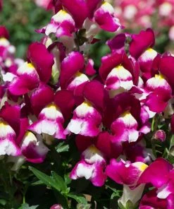Roots Plants 120 Best Annuals For Flower Beds Collection | Sunny Shades | Plug Plants 10 Roots Plants 120 Best Annuals For Flower Beds Collection | Sunny Shades | Plug Plants