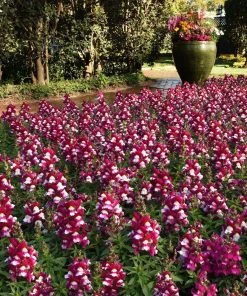 Roots Plants 40 Antirrhinum 'Burgundy Bicolour' Plug Plants | Appeal F1 Series | Snapdragons