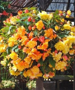 Roots Plants Begonia Illumination 'Apricot Shades' Jumbo Plug Plants Begonias