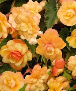 Roots Plants Begonia Illumination 'Apricot Shades' Jumbo Plug Plants Begonias
