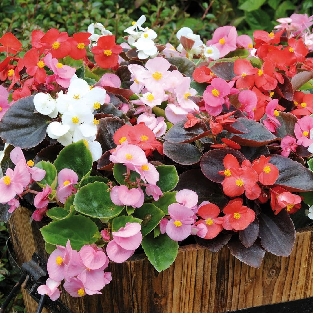 Roots Plants 40 Mixed Begonia 'Devils Delight' Plug Plants 4 Roots Plants 40 Mixed Begonia 'Devils Delight' Plug Plants