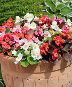 Roots Plants 40 Mixed Begonia 'Devils Delight' Plug Plants 8 Roots Plants 40 Mixed Begonia 'Devils Delight' Plug Plants