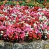 Roots Plants 40 Mixed Begonia 'Devils Delight' Plug Plants