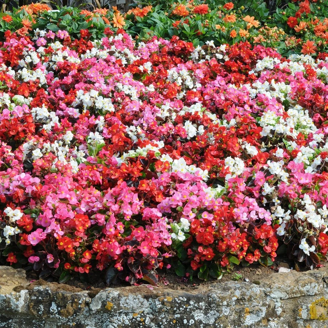 Roots Plants 120 Best Annuals For Flower Beds Collection | Sunny Shades | Plug Plants 4 Roots Plants 120 Best Annuals For Flower Beds Collection | Sunny Shades | Plug Plants