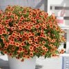 Roots Plants Calibrachoa Can Can 'Orange Punch' Jumbo Plug Plants Calibrachoas