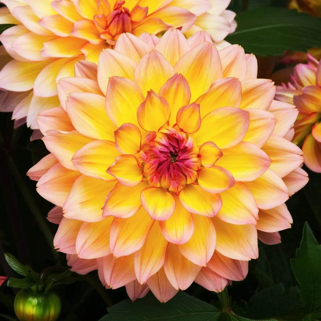 Roots Plants Dahlia Gardenetta 'Peach' Jumbo Plug Plants 4 Roots Plants Dahlia Gardenetta 'Peach' Jumbo Plug Plants