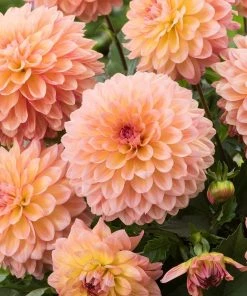 Roots Plants Dahlia Gardenetta 'Peach' Jumbo Plug Plants 8 Roots Plants Dahlia Gardenetta 'Peach' Jumbo Plug Plants