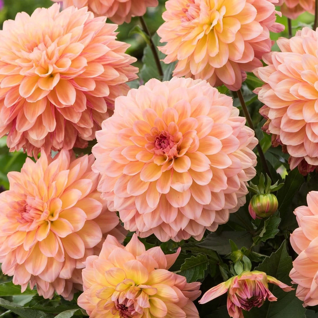 Roots Plants Dahlia Gardenetta 'Peach' Jumbo Plug Plants 5 Roots Plants Dahlia Gardenetta 'Peach' Jumbo Plug Plants