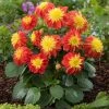 Roots Plants Dahlia Gardenetta 'Fireball' Jumbo Plug Plants Dahlias 1 Roots Plants Dahlia Gardenetta 'Fireball' Jumbo Plug Plants Dahlias