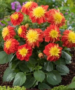 Roots Plants Dahlia Gardenetta 'Fireball' Jumbo Plug Plants Dahlias