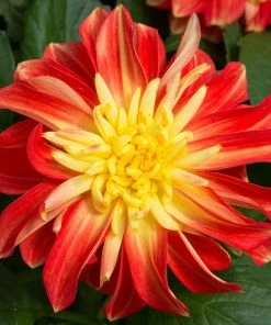 Roots Plants Dahlias 12 Annuals For Pots | The Waterloo Sunset Collection | Petunia, Dahlia & Begonia 12 Roots Plants Dahlias 12 Annuals For Pots | The Waterloo Sunset Collection | Petunia, Dahlia & Begonia
