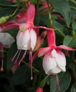 Roots Plants Fuchsias Fuchsia 'Patio Princess' Jumbo Plug Plants