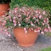 Roots Plants Fuchsias Fuchsia 'Patio Princess' Jumbo Plug Plants