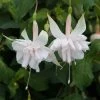 Roots Plants Fuchsia Southern Belle 'Pink Marshmallow' Jumbo Plug Plants Fuchsias