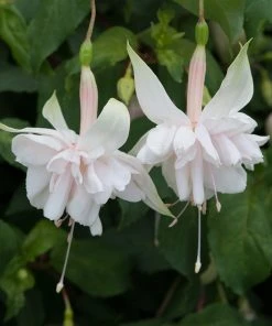 Roots Plants 12 Annuals For Hanging Baskets | The Blissful Shade Collection | Begonia, Bacopa & Fuchsia