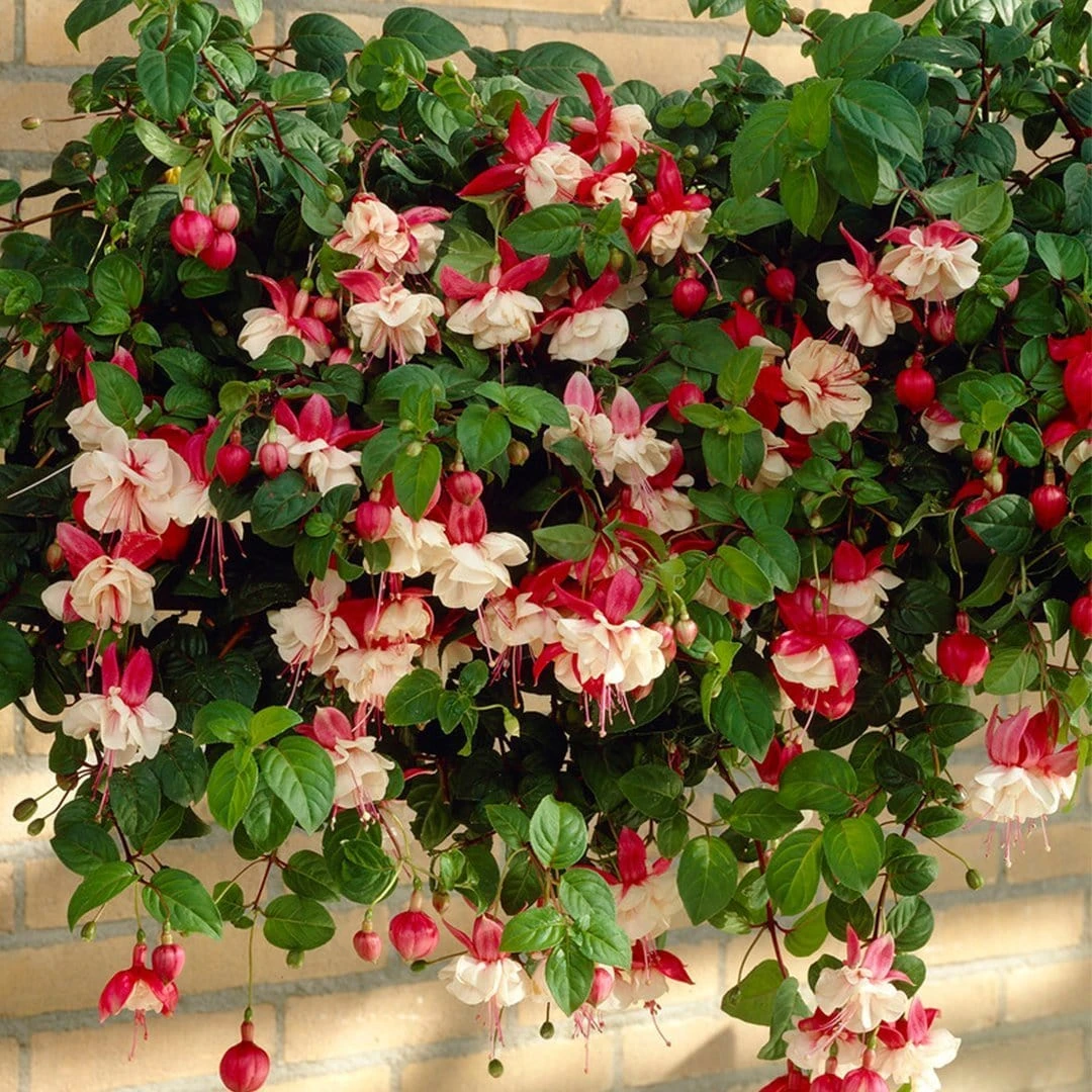 Roots Plants Fuchsia 'Swingtime' Jumbo Plug Plants Fuchsias 3 Roots Plants Fuchsia 'Swingtime' Jumbo Plug Plants Fuchsias