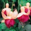 Roots Plants Hardy Fuchsia 'Garden News' | Jumbo Plug Plants Fuchsias