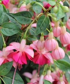 Roots Plants Hardy Fuchsia 'Garden News' | Jumbo Plug Plants Fuchsias