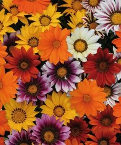 Roots Plants 40 Gazania 'Sunburst' Collection Plug Plants
