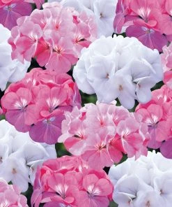 Roots Plants Geraniums & Pelargoniums 40 Geranium Palladium 'Candy Floss' Collection Plug Plants