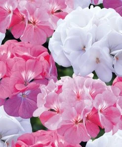 Roots Plants Geraniums & Pelargoniums 40 Geranium Palladium 'Candy Floss' Collection Plug Plants 8 Roots Plants Geraniums & Pelargoniums 40 Geranium Palladium 'Candy Floss' Collection Plug Plants