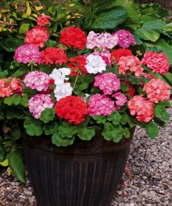 Roots Plants 40 Geranium 'Show Stopper' Collection Plug Plants