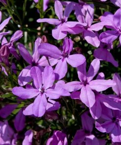 Roots Plants Lobelia Waterfall 'Lavender' Jumbo Plug Plants All Annual Bedding