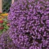 Roots Plants Lobelia Waterfall 'Lavender' Jumbo Plug Plants All Annual Bedding
