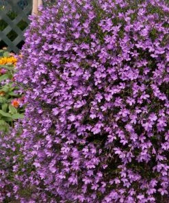 Roots Plants Lobelia Waterfall 'Lavender' Jumbo Plug Plants All Annual Bedding