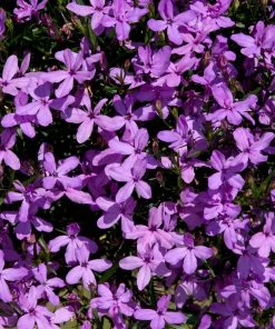Roots Plants Lobelia Waterfall 'Lavender' Jumbo Plug Plants All Annual Bedding