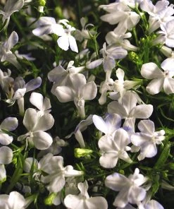 Roots Plants All Annual Bedding Lobelia Waterfall 'White Sparkle' Jumbo Plug Plants
