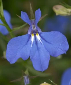 Roots Plants Petunias 12 Best Trailing Annuals For Hanging Baskets | Jumbo Plug Plants