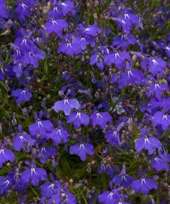 Roots Plants Lobelia Waterfall 'Blue Improved' Jumbo Plug Plants