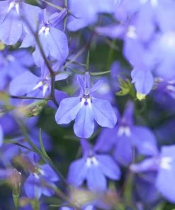 Roots Plants Stand With Ukraine Basket