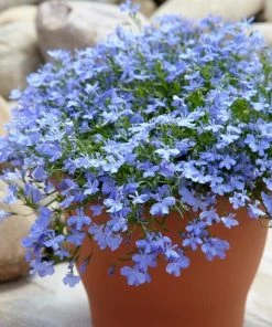 Roots Plants 40 Lobelia 'Blue Fountain' Plug Plants