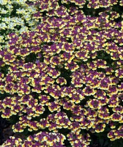Roots Plants 12 Scented Annuals For Hanging Baskets | The Summer Breeze Collection | Nemesia & Petunias All Annual Bedding